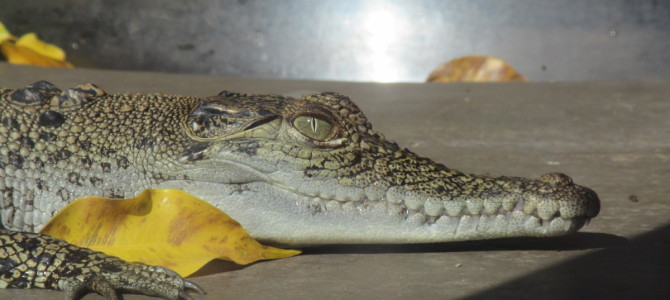 Darwin & Kakadu Nationalpark Darwin & Kakadu Nationalpark