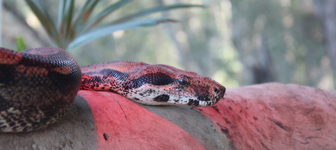 Australien Zoo Australien Zoo